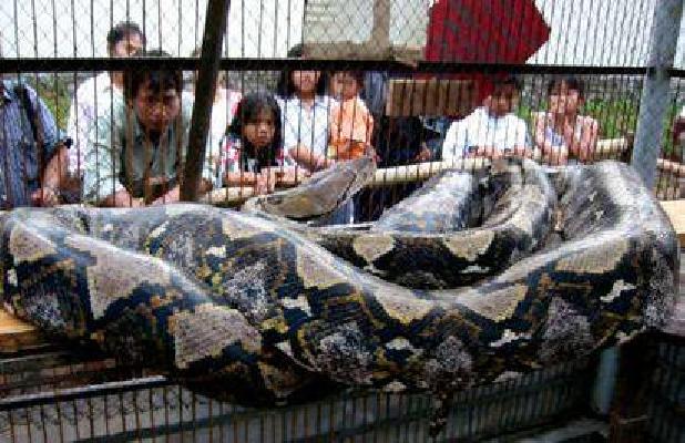 dünyanın en büyük yılanı
