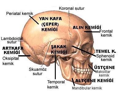 yassı kemik